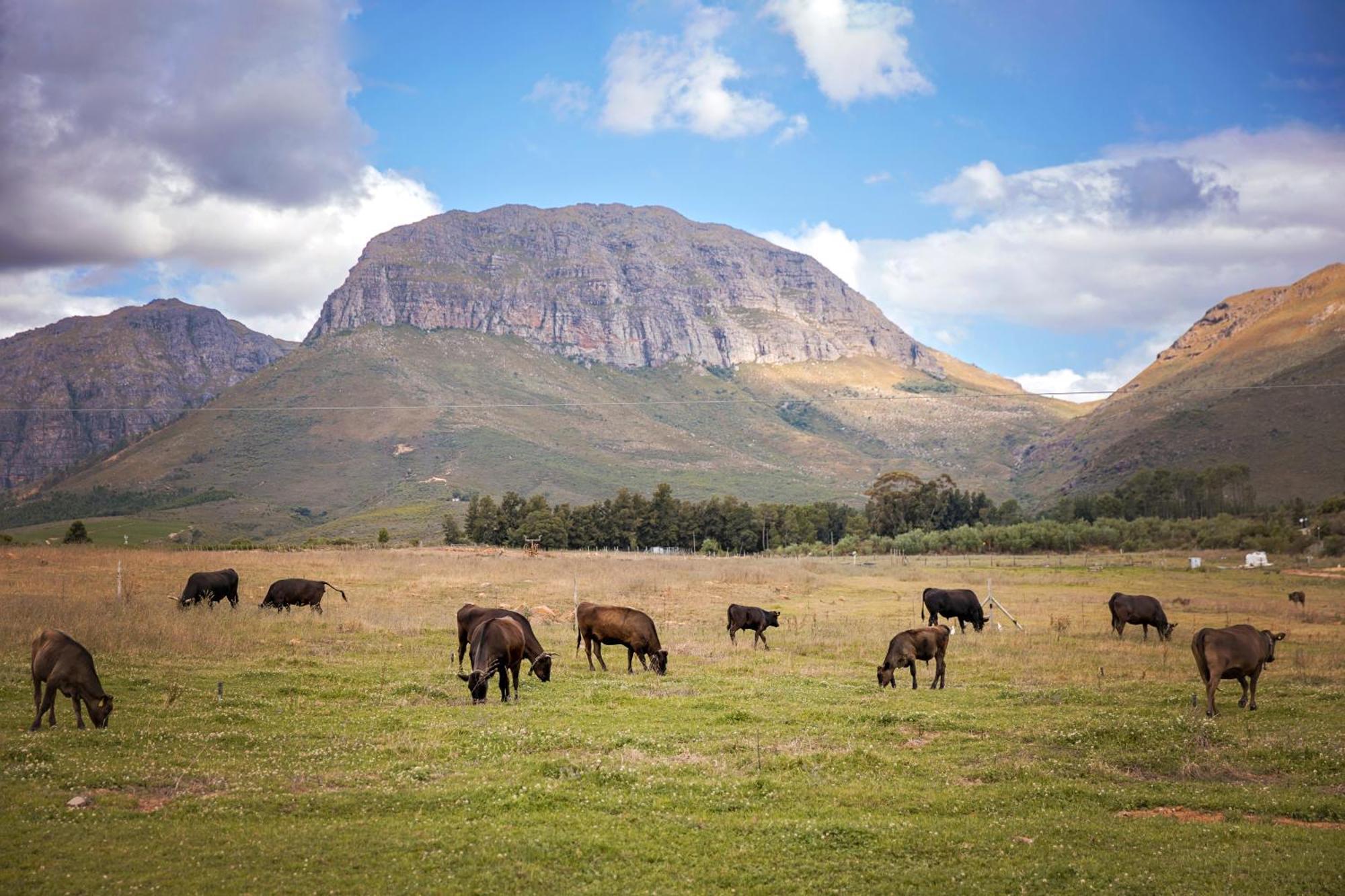 Wagyu Mountain Lodge Paarl Exterior photo